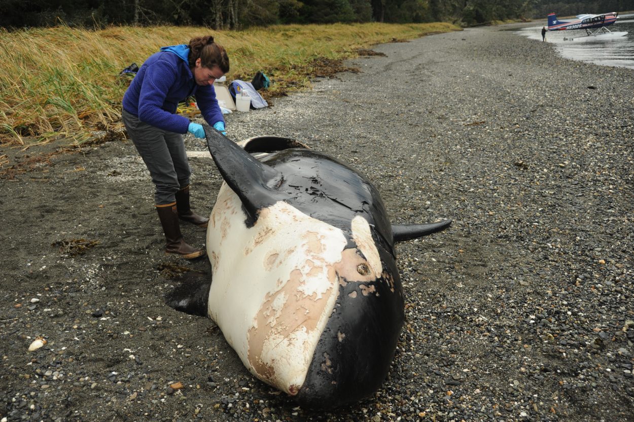 Scientists identify dead killer whale found in Southeast - KFSK