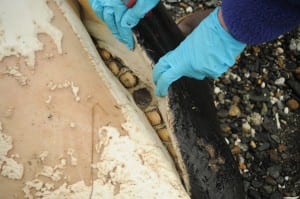 This whale's teeth were worn down to the gumline, typical of offshore killer whales that may feed on sharks. NOAA Fisheries/John Moran Taken under permit.