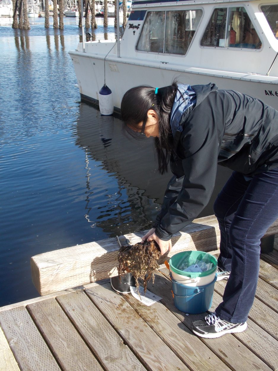 Middle schoolers join in monitoring for invasives in Petersburg harbor