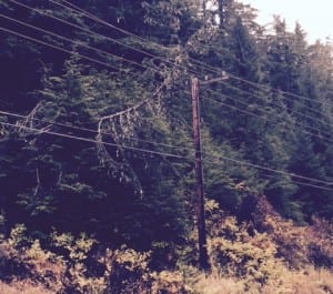 A small tree fell on power lines at 8.5 mile. Photo courtesy of Joe Nelson/PMPL