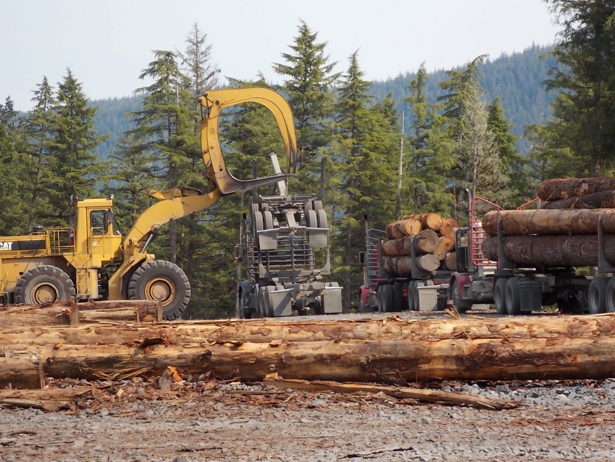 Forest plan: transition to young growth logging to take 16 years