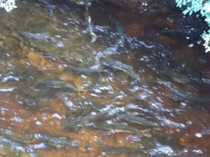 Spawning pink salmon fill City Creek near Petersburg in August and September (KFSK file photo)