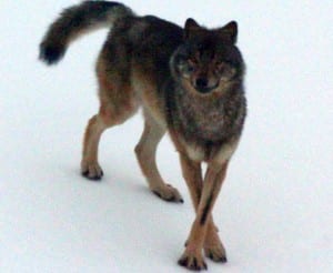 An Alexander Archipelago wolf. Photo courtesy of ADF&G