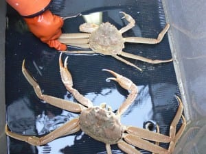 Tanner crab (Photo courtesy ADF&G)