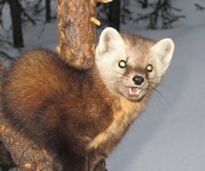 Martens are trapped in Alaska for their soft brown fur. Photo/ADF&G