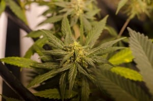 Photo from flickr/Creative Commons/Brett Levin/LEGAL Colorado marijuana grow