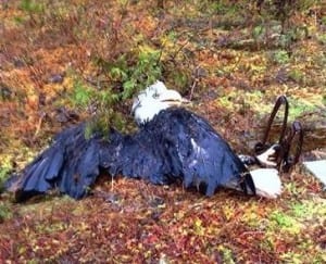 This eagle was found stuck in a trap along Cabin Creek road. The bird was released with the help from ADF&G. Photo courtesy of Jordan Wiener