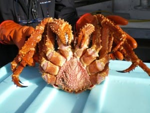 The bottom view of a golden king crab in Southeast. Photo/ADF&G