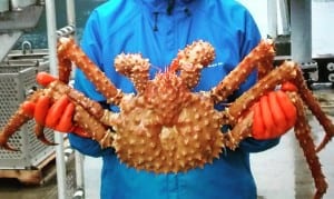 A golden king crab is sampled at the dock in Petersburg. Photo/Hilary Wood
