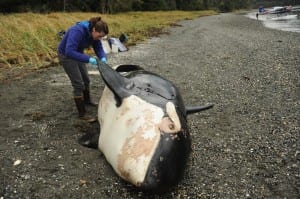 NOAA Fisheries marine mammal expert Sadie Wright examines the carcass of a killer whale discovered near Petersburg, Alaska. NOAA Fisheries/John Moran Taken under permit.