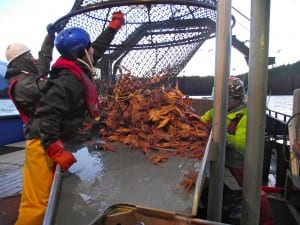 Tanner crab are dumped from a pot for sorting. Photo/ADF&G