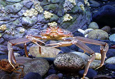 Studies: Tanner, blue king crab react differently to acid water