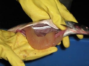 Processed herring roe (Photo courtesy ADF&G)