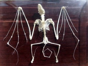 This bat skeleton shows that the fingers of a bat make up most of its wings. Photo/Angela Denning