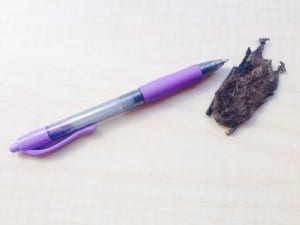 The carcass of this small brown bat compared to a pen. Alive they weigh between 5-7 grams. Photo/Angela Denning