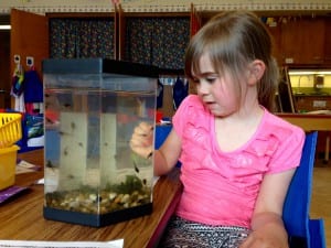 Brody Whitethorn checks out the tadpoles in her kindergarten classroom. Photo/Angela Denning
