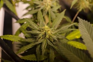 Photo/flickr, Creative Commons, Brett Levin, LEGAL Colorado marijuana grow