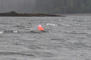 A NOAA-led team of responders is seeking information on the location of an entangled humpback whale trailing 150 feet of yellow line and pink and orange basketball-sized buoys in near Seymour Canal in Southeast Alaska. Rescue activities for marine mammals are conducted pursuant to and under the oversight of NOAA Fisheries' Marine Mammal Health and Stranding Response Program, Permit No. 18786. (Photo courtesy of NOAA Fisheries).