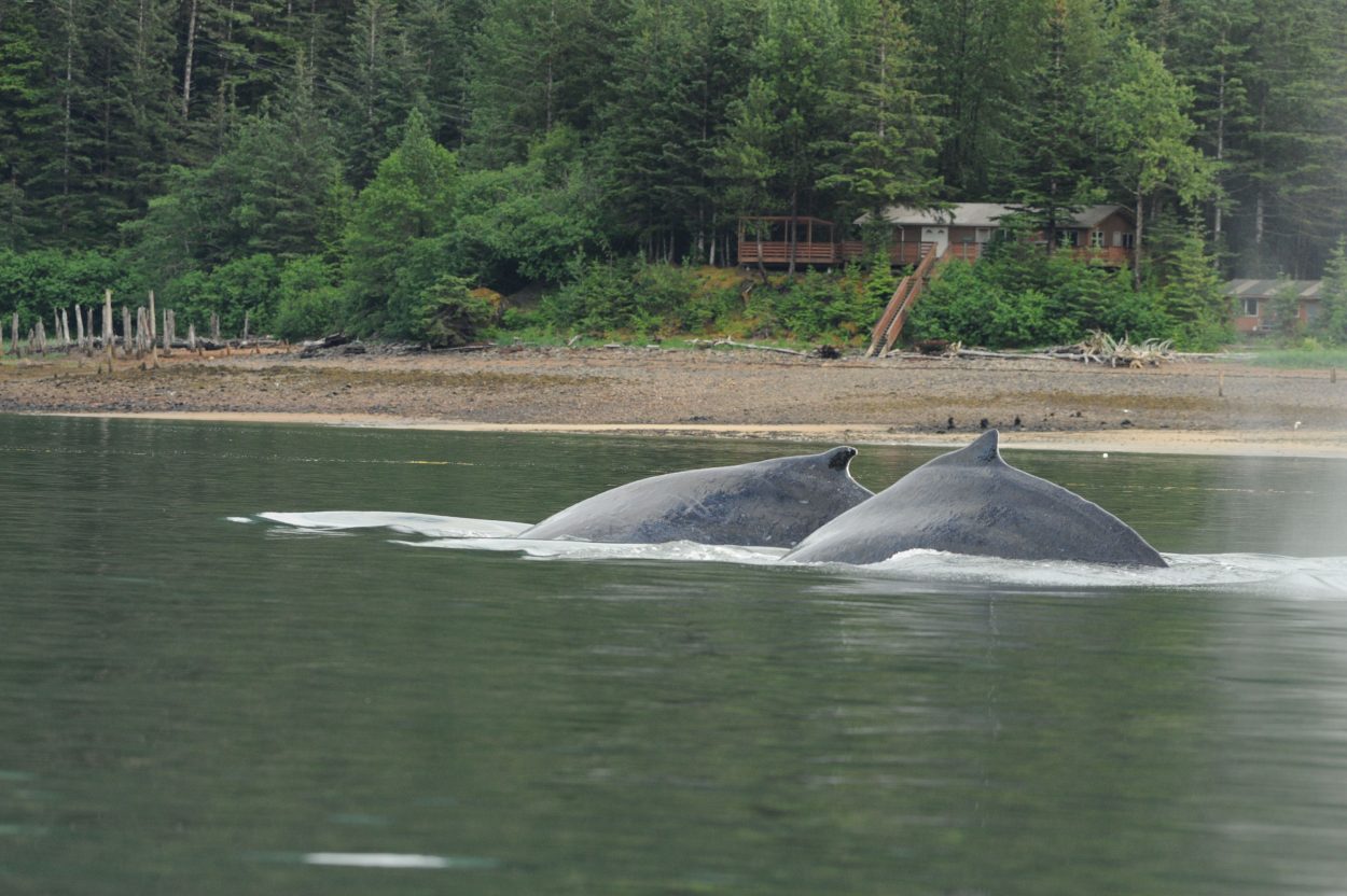 Entangled whale dumps tracking buoy near Kake