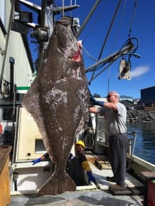 Brian Mattson, with the 396 pound halibut caught near Petersburg. (photo/Abbey Collins)