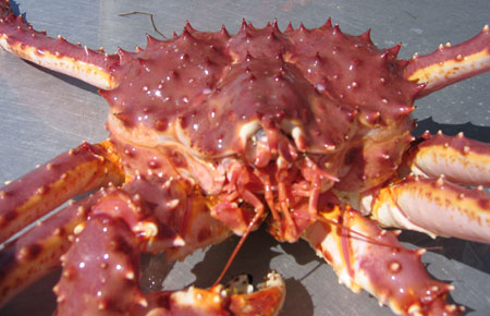 Southeast commercial king crab season will remain closed