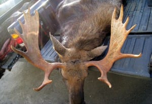 A legal moose harvested this year lays in the back of a truck. Photo courtesy of ADF&G 