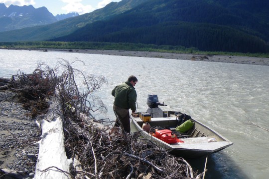 A state Department of Fish and Game staffer works on sampling fish for a study on toxic metal concentrations in Tulsequah and Taku river fish. (Photo courtesy Department of Fish and Game) A state Department of Fish and Game staffer works on sampling fish for a study on toxic metal concentrations in Tulsequah and Taku river fish. (Photo courtesy Department of Fish and Game)