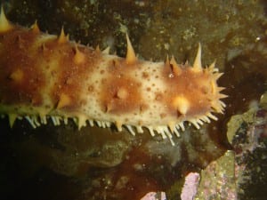 Sea cucumber (Photo courtesy of Matt Lichtenstein)