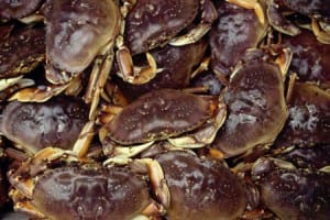 Dungeness crab. Photo/ADF&G
