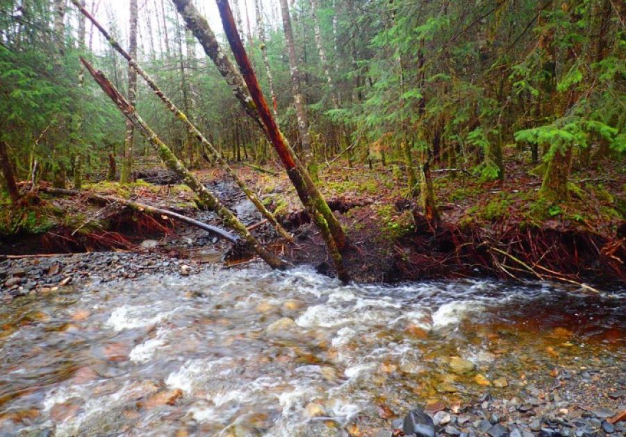 Stream restoration to repair logging damage could require more logging