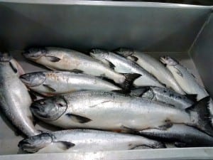 Spring King salmon caught by a local fishermen. Photo/Matt Lichtenstein