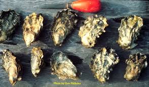 KIC testing local beaches for PSP toxins