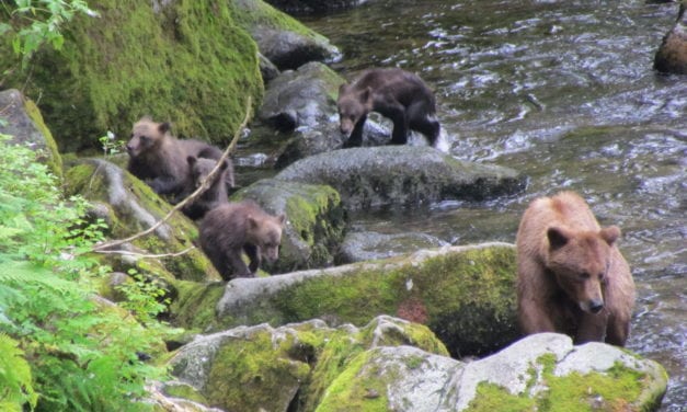 Anan Bear Observatory project set to begin this spring