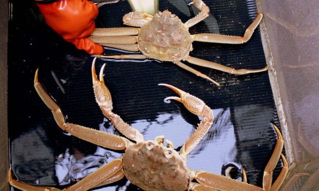 Southeast Alaska Tanner crab catch down from last year