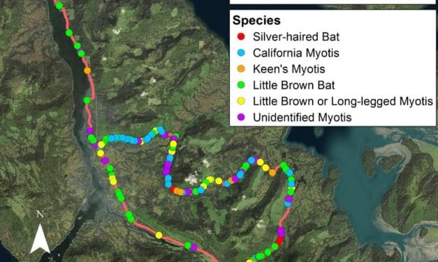 Bat survey finds five species in Southeast Alaska