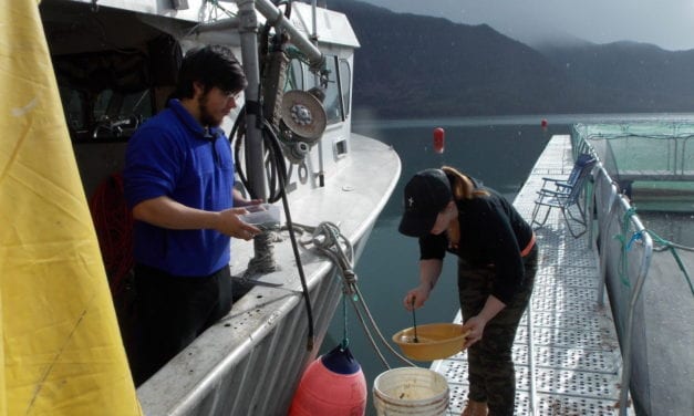 Newlyweds feed growing chum salmon in Thomas Bay