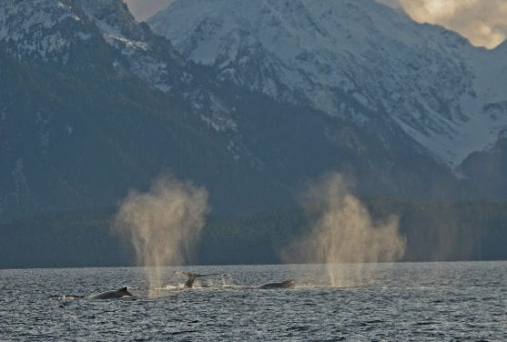 Grad student studies whales eating hatchery salmon