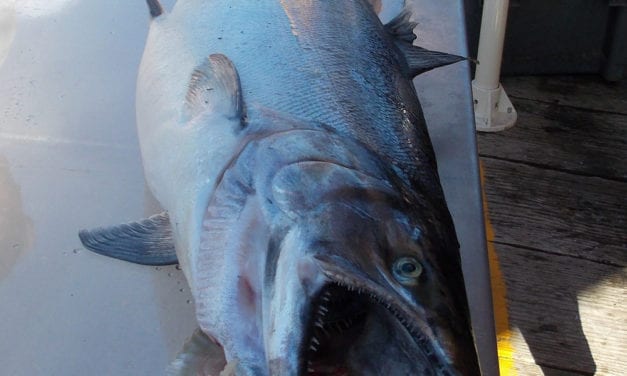 Stikine River mouth closing to king sport fishing