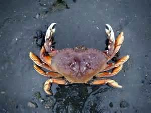 Summer SE Dungeness crab season shortened by three weeks