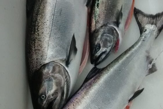 Southeast summer commercial king troll season opens Saturday