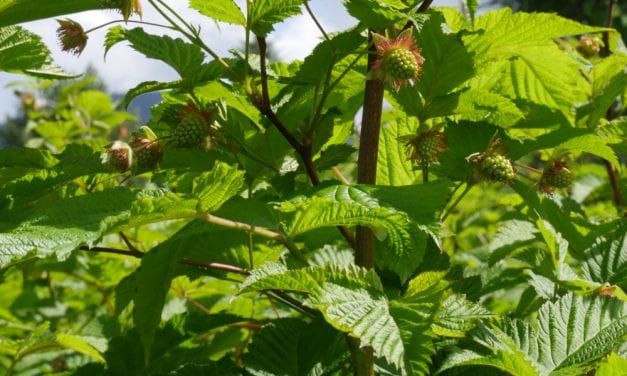 Southeast Alaska’s rainy, cool summer may continue