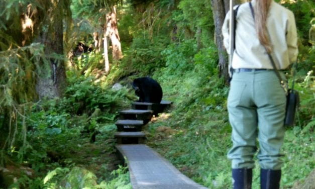 Popular SE bear observatory gets public safety makeover