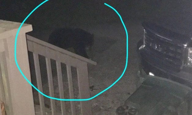 It’s bear proofing time in Petersburg