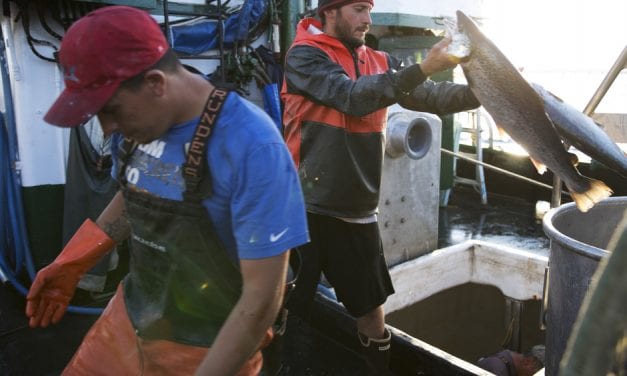 Farmed salmon pen owned by Cooke Aquaculture breaks near Washington