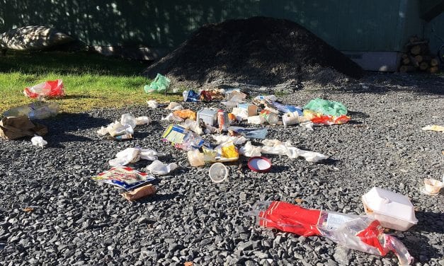 Bears in Petersburg trash a human problem to solve