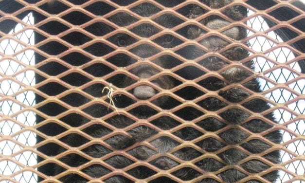 ADFG relocates two nuisance bears from Petersburg