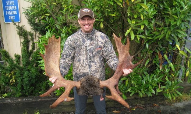 50 moose killed so far in hunt near Petersburg and Wrangell