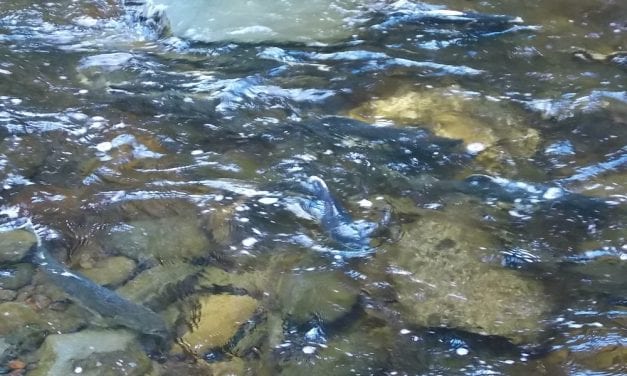 State denies ballot initiative on salmon habitat