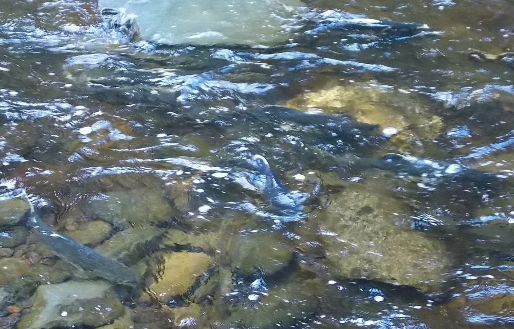 Ballot Measure 1 – Permitting Process For Development Near Fish Habitat – Tuesday 10am on KFSK