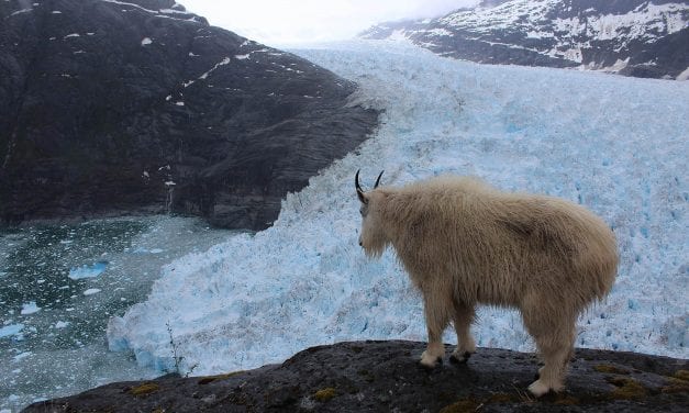New research at LeConte Glacier predicts record retreat